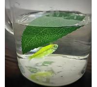 MOMOMAGE Leaf to Fish Magic Tricks for Magicians Leaf Vanishes to Fish Appearing Visual Change Magic Stage Production Illusions Gimmicks Props