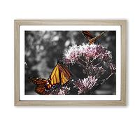 Monarch Butterflies on Pink Flowers No.1 Modern Framed Print | A3 Oak Framed Wall Art | Ready to Hang | Modern Floral Picture | Living Room Bedroom Lounge Office
