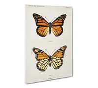 Monarch Butterfly By S.F. Denton Canvas Print | Gallery Wrapped 30mm Frame Wall Art | 24x16 inches | Ready to Hang | Retro Animals Picture | Living Room Bedroom Lounge Office