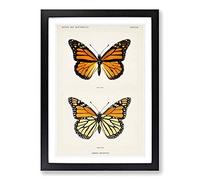 Monarch Butterfly by S.F. Denton Framed Print | A2 Black Framed Wall Art | Ready to Hang | Modern Animal Picture | Living Room Bedroom Lounge Office