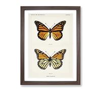 Monarch Butterfly By S.F. Denton Vintage Framed Print | A3 Walnut Framed Wall Art | Ready to Hang | Classic Animal Picture | Living Room Bedroom Lounge Office