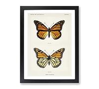 Monarch Butterfly By S.F. Denton Vintage Framed Print | A4 Black Framed Wall Art | Ready to Hang | Classic Animal Picture | Living Room Bedroom Lounge Office