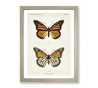 Monarch Butterfly By S.F. Denton Vintage Framed Wall Art Print, Ready to Hang Picture for Living Room Bedroom Home Office Décor, Oak A4 (34 x 25 cm)