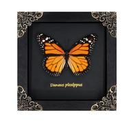 Monarch Butterfly Framed Decoration - Handmade Wood Shadow Box Insect Frame for Butterfly Collectors - Tabletop, Wall Art, Gothic Home Decor