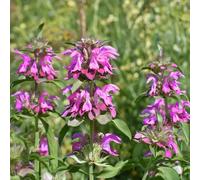 Monarda ‘Bergamo’. 9cm Plant x 2. Perennial purple flowers. Bergamot, Bee Balm. Plants for pollinators. Available from Bedwen Plants