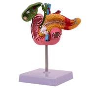 Monetais Science Toys Digestive System Model Educational Anatomy Toy | Kids anatomy learning model for science lessons teaching and educational play