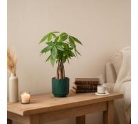 Money Tree Plant Houseplant with Forest Ceramic Pot Included - Indoor Greenery by Luxe Leaf Plants - Perfect for Home or Office Decor