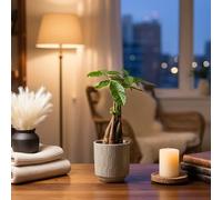 Money Tree Plant - Lush Houseplant in Elegant Olive Ceramic Pot Included - Perfect Indoor Decor by Luxe Leaf Plants