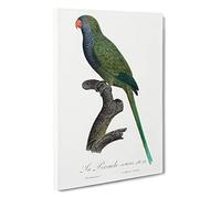 Monk Parakeet by F. Levaillant Canvas Print | Gallery Wrapped 30mm Frame Wall Art | 30x20 inches | Ready to Hang | Modern Bird Picture | Living Room Bedroom Lounge Office