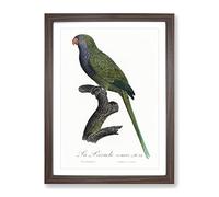 Monk Parakeet By F. Levaillant Vintage Framed Print | A2 Walnut Framed Wall Art | Ready to Hang | Classic Nature Picture | Living Room Bedroom Lounge Office