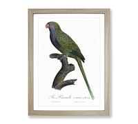 Monk Parakeet By F. Levaillant Vintage Framed Wall Art Print, Ready to Hang Picture for Living Room Bedroom Home Office Décor, Oak A4 (34 x 25 cm)