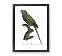 Monk Parakeet By F. Levaillant Vintage Framed Wall Art Print, Ready to Hang Picture for Living Room Bedroom Home Office Décor, Black A4 (34 x 25 cm)