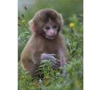 Monkey Cute Babies Animals 300 Piece Wood Puzzle For Adults Jigsaw Puzzles Educational Challenge DIY Game Home Wall Art Decoration