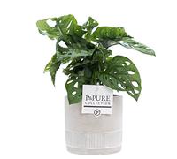 Monkey Leaf Monstera with Pot - Stylish Indoor Houseplant for Home & Office - Unique Foliage & Easy Care