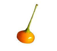 Monkey Nipple Capezzoli Di Scimmia Chilli Seeds - 10 Fresh Seeds
