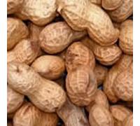 Monkey Nuts In Shells Large Bag - Johnston & Jeff 12.5Kg (Tp)(Shell)