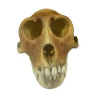 Monkey Skull Model Skeleton Specimens, Realistic Monkey Skull Head Resin Replica Medical Model, High Simulatd Animal Skull Model Art Bone Vet Medicine Veterinary Study Teaching Model.