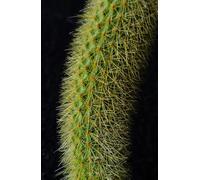 Monkey Tail Cactus A5 Hardback Glossy Lined Notebook: Cactus Journal, Gift for Plant Lover, House Plant Stocking Filler