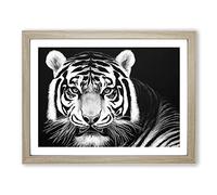 Monochrome Tiger Framed Wall Art Print A2 Oak