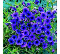 Monopsis Regal Purple Seeds - Midnight Blue Annual Flower For Baskets & Pots - Thompson & Morgan