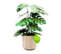 Monstera Cheese Plant Paper Craft Kit | Includes Real Ceramic Pot | No-Glue No-Scissors | DIY Tropical Houseplant Gift | Unique Birthday Housewarming Gift for Plant Lovers Teens Adults