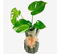 Monstera Deliciosa Live Plant - Indoor Houseplant for Home & Office Décor - Air-Purifying & Easy Care