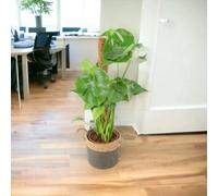 Monstera Deliciosa On 19Cm Mosspole Swiss Cheese Plant Garden Plant