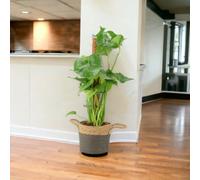 Monstera Deliciosa On 19Cm Mosspole Swiss Cheese Plant Garden Plant