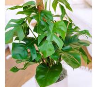Monstera Deliciosa Swiss Cheese Plant | Ideal for Home or Office | 40-50cm Potte