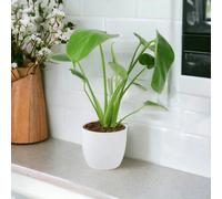 Monstera Deliciosa Swiss Cheese Plant in 12cm Pot Easy Care Indoor Plant - Ceramic White