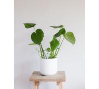 Monstera Indoor Houseplant - Hello Houseplants