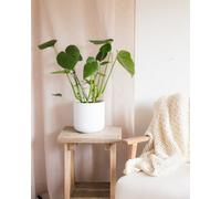 Monstera Indoor Houseplant - Hello Houseplants