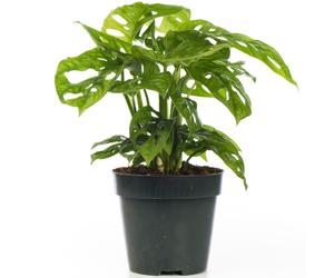 Monstera Obliqua (12cm)