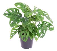 Monstera Obliqua (12cm) V1