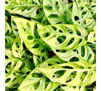 Monstera Obliqua (12cm) V2