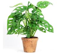 Monstera Obliqua (12cm) V4