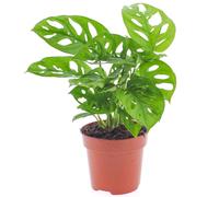 Monstera Obliqua (12cm) V5