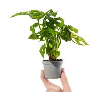 Monstera Obliqua Baby Plant - Rare Window-Leaf, Small Indoor Gift in 6cm Pot