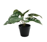 Monstera Potted House Plant 30Cm - Green