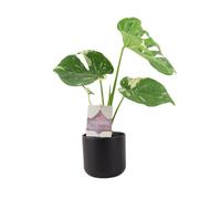 Monstera Thai Constellation A Rare Highly Soughtafter Variegated Houseplant Ceramic Matte Black