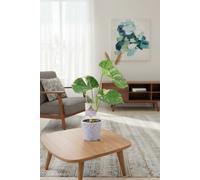 Monstera Thai Constellation A Rare Highly Soughtafter Variegated Houseplant Ceramic Old Style Blue