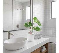 Monstera Thai Constellation A Rare Highly Soughtafter Variegated Houseplant Ceramic White