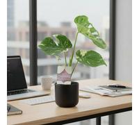 Monstera Thai Constellation A Rare Highly Soughtafter Variegated Houseplant Garden Plant