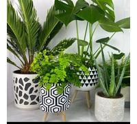 Monthly Houseplant Subscription - Indoor Plants - Pet Safe Houseplant