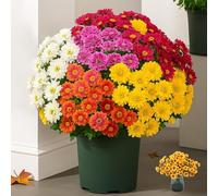 Mooddairy Mum Flowers, Mooddairy Artificial Outdoor Sunset Mums Flowers - Waterproof, Windproof, Fake Flower Plants Faux Fall Silk Mums Look Real Outside Yard Decorations (A,15)