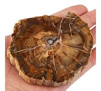 mookaitedecor Natural Petrified Wood Slice Healing Crystal Irregular Small Rough Stone Coaster, Reiki Gemstone Specimen Fossilized Wood Stone Slab Mineral Home Decoration(135-250g), Length 70-120mm