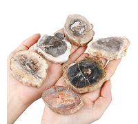 mookaitedecor Natural Petrified Wood Slices Healing Crystal Rough Stone,Reiki Gemstone Specimen Figurine Home Decor(Approx 35-95g), Each Piece Length 40-75mm / 1.57-2.95”
