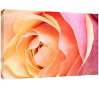 MOOL Large 32 x 22-inch Rose Canvas Wall Art Print Hand Stretched on a Wooden Frame with Giclee Waterproof Varnish Finish Ready to Hang, Orange Pink