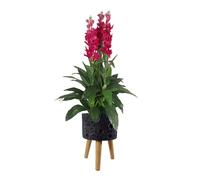Moon Black Planter with Stand Leaf Black One Size