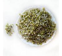 Moong Sprout 800g | Fresh, Nutritious & Protein-Rich Sprouts | Healthy Snacking & Cooking Essential